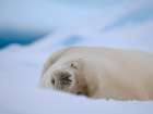 Crabeater seal resting on an ice floe, Antarctic Peninsula, Portal Point Art Print